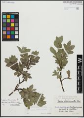 Foto von Salix alpina Scop. x Salix breviserrata Flod.